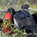 frigatebird_magnificent_nsey_h_0193_ecu0395.jpg